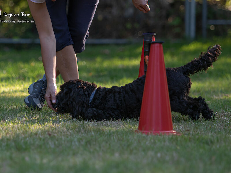 Bild von Crossdogging