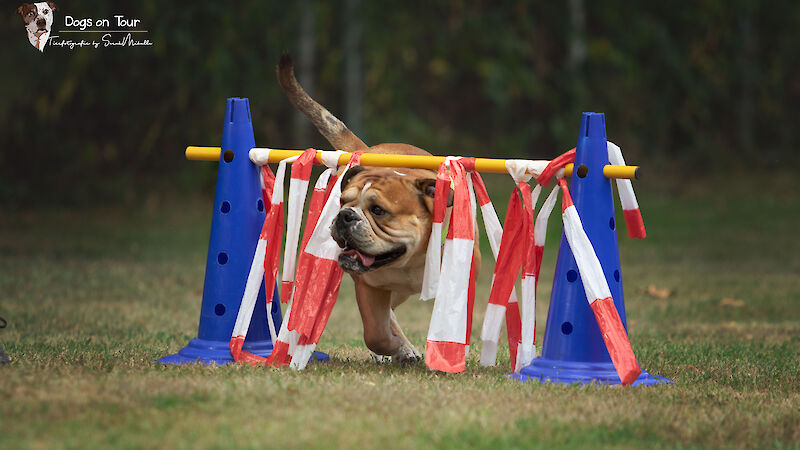 Bild von Crossdogging