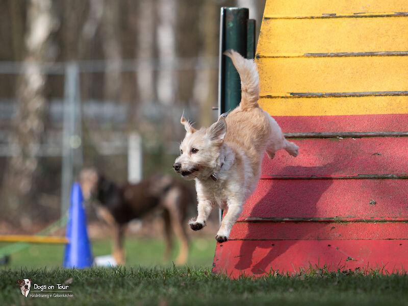 Bild von Fun-Agility
