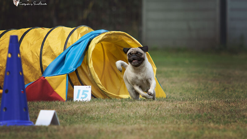 Bild von Fun-Agility