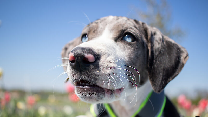 Bild von Welpen Starter VIP