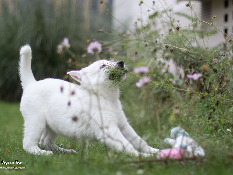 Bild von Welpen Starter VIP