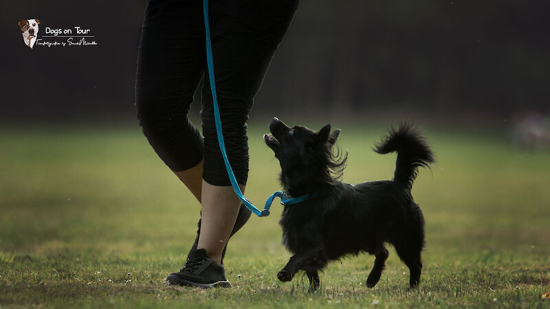 Bild von Alltagsbegleiter