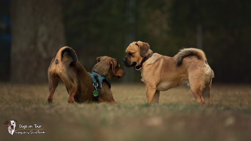 Bild von Soziale Spielstunde