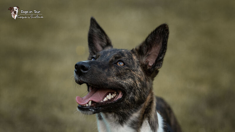 Bild von Schulterblick