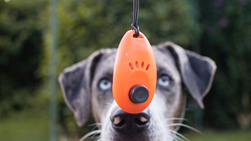 Bild von Clickern für Jederhund - Workshop