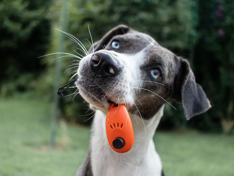 Bild von Clickern für Jederhund - Workshop