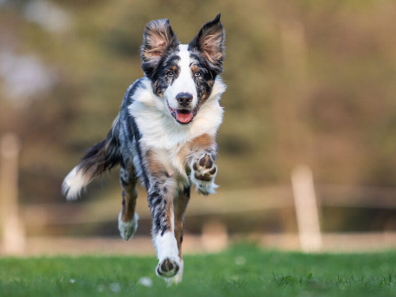 Bild von Komm Waldi - Rückruf Workshop