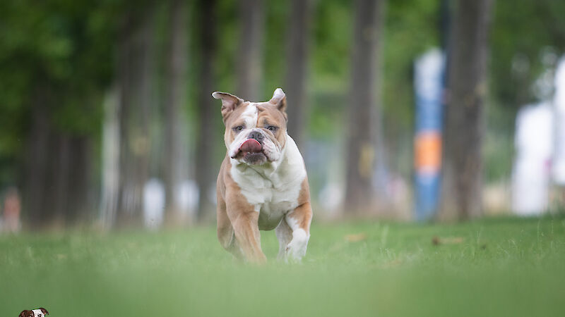 Bild von Komm Waldi - Rückruf Workshop