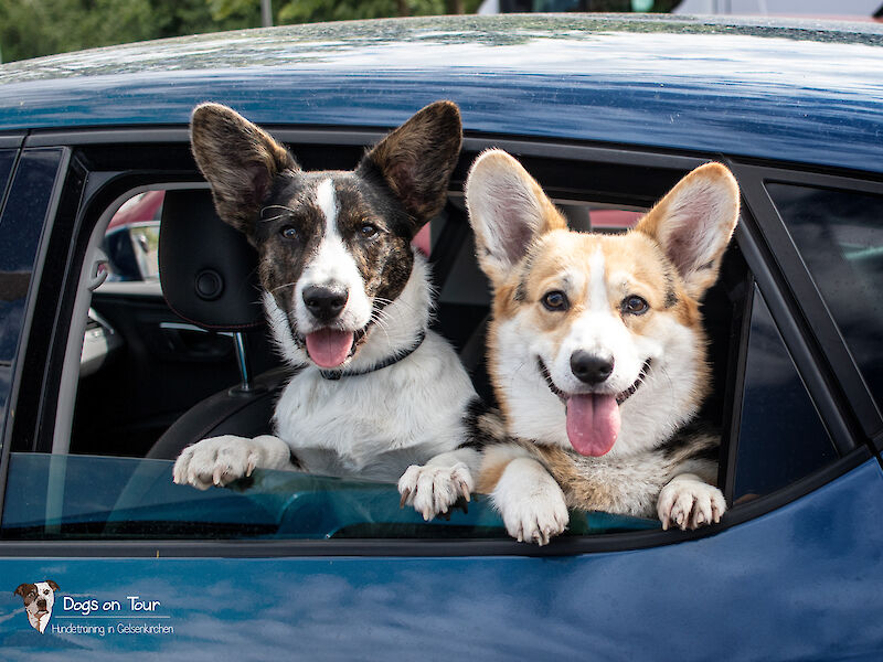 Bild von Hund bei Hitze im Auto