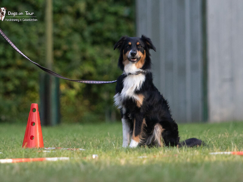Bild von körpersprachliches Longieren