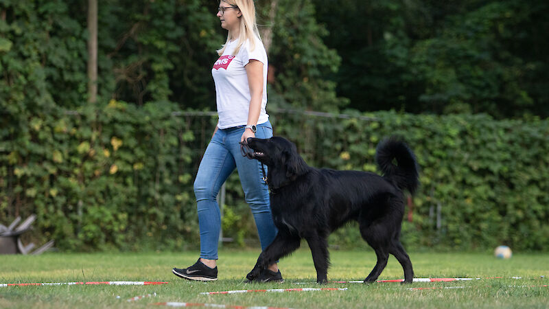 Bild von körpersprachliches Longieren