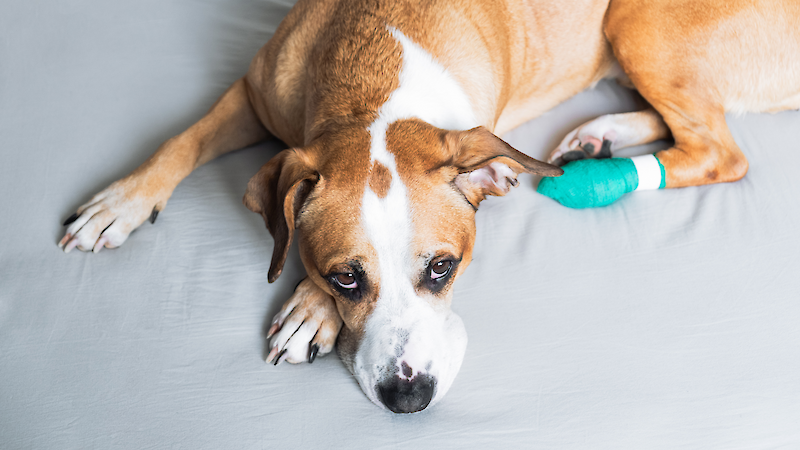 Bild von Erste Hilfe - Workshop