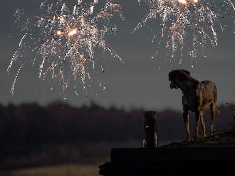 Bild von Silvesterangst - Vortrag (präsenz)