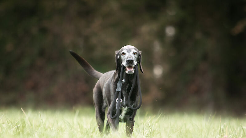 Bild von Old but Gold