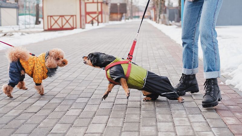 Bild von Leinenrambos