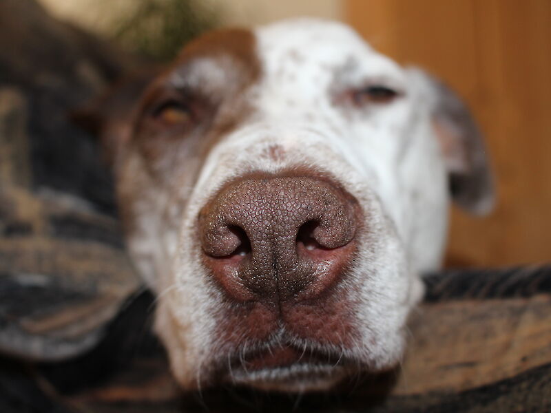 Bild von Wunderwerk Nase