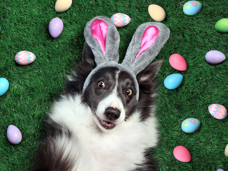 Bild von Oster-Spezial