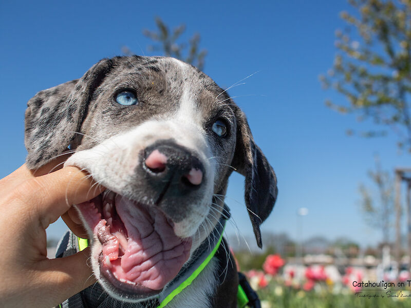 Bild von Erwartungen an Kinder und junge Hunde
