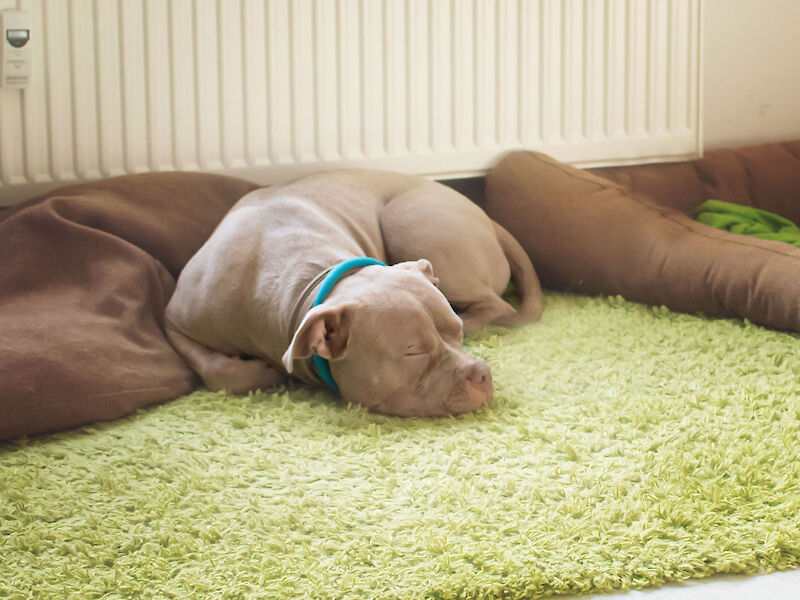 Bild von Ruhe- und Schlafbedürnis