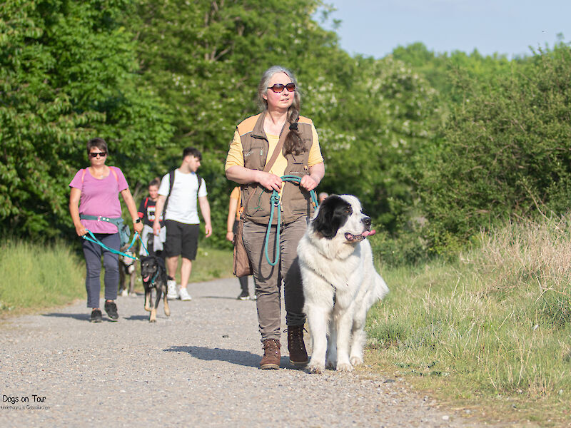 Bild von Social Walk