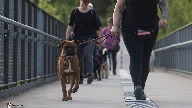 Bild von Social Walk