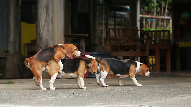 Bild von Bunte Knete = Die Pubertät - Vortrag (präsenz)