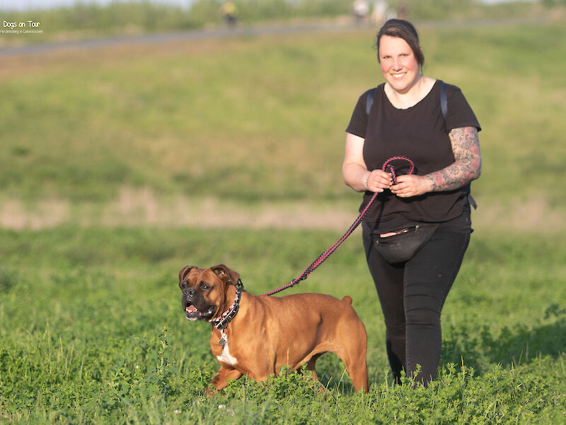 Bild von Wer führt wen? - Workshop Leinenführung