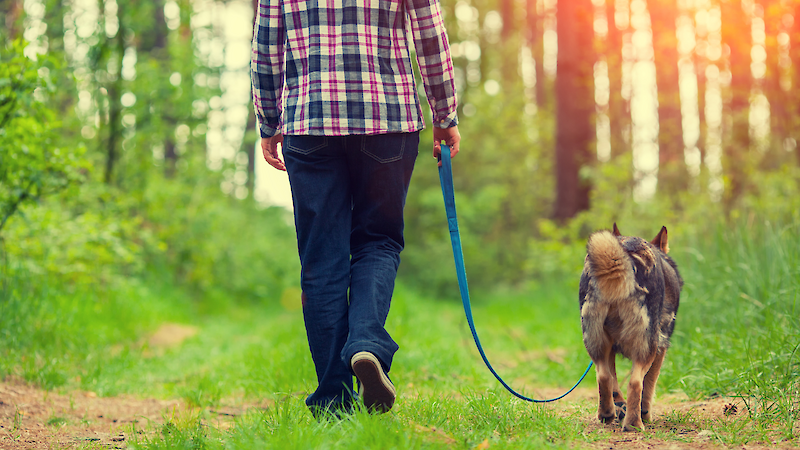 Bild von Wer führt wen? - Workshop Leinenführung
