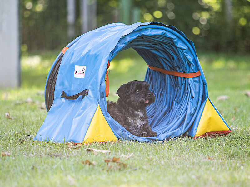 Bild von Sport Check