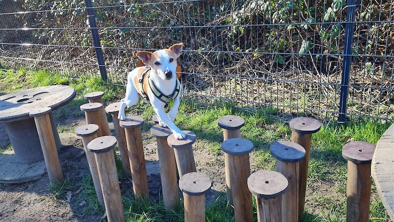 Bild von Ninjadogs Basic Workshop