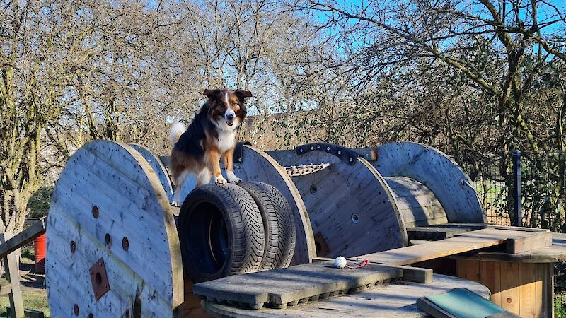 Bild von Ninjadogs Parcours