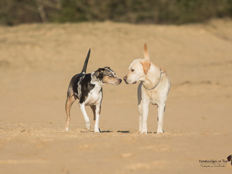 Bild von Let´s talk about Dogs